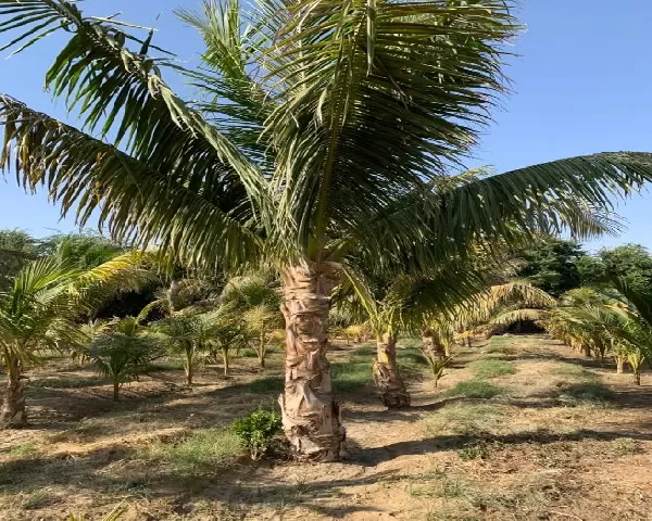  نخيل زينة ونخيل عربي